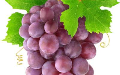 Red grapes for Anti-Aging