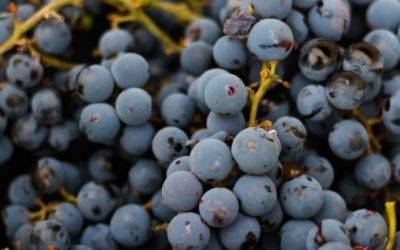 Potencial antienvejecimiento de las semillas de uva