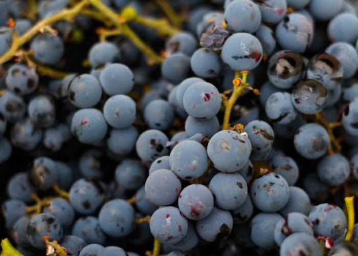 Anti-Aging Potential of Grape Seeds