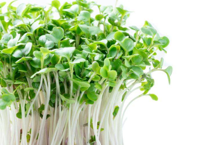 Unlocking the Power of Sprouts for Anti-Aging